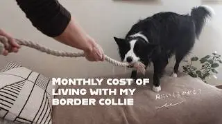ボーダーコリーと暮らす｜1ヶ月にいくらかかる？犬との静かな暮らし🐕Monthly cost of living with my Border Collie