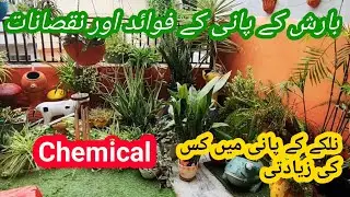 Benefits of rainwater for plants|Is rain water good for plants|Rain water vs Tap water!!