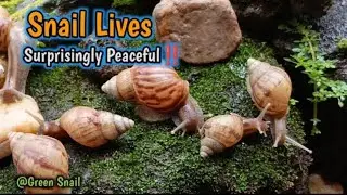 Unveiling the Peaceful lives of Snails #snail #snailvideo #snails #SnailLife
