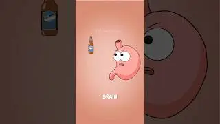 Why Beer Drinkers Always Get a Big Belly