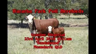 Wararba Park Poll Hereford Dispersal Preview 2018