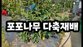 포포나무 다축재배
