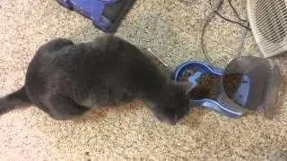 Pavlovian conditioning with cats