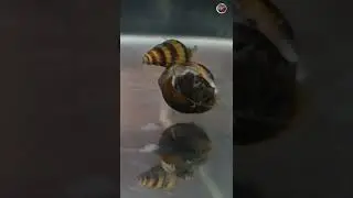 Will An Assassin Snail Attack Or Kill A Nerite Snail? | Planted Tank Snails #Shorts