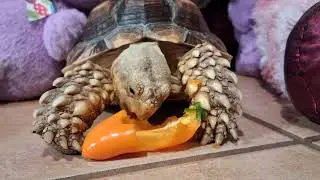 Adorable Tortoise Eats 🌶  *CRUNCH*  Calm ASMR