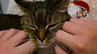 Cuddly Whiskers