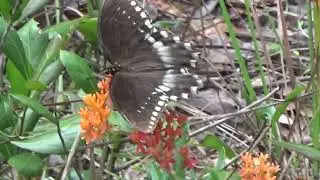 A Short Hike on A Rare Hilly Horse Trail in Florida!