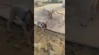doggy fight #annie #radhe video puri Deccan channel ko subscribe karo
