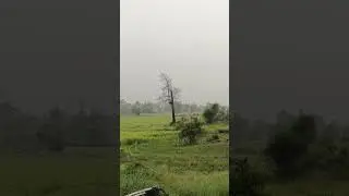 Rain 💪💪😘😘 #nature #shortsviral #turtle #rain