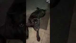 THATS HIS GOOD BOY FACE… 😅😂 #canecorso #trending #funny #shorts