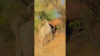 Beautiful Scene of Sheep and Goats Eating Together