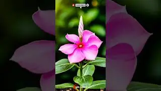 timelapse a Vinca flower. #timelapse #flower #viral #fyp #plant #plants