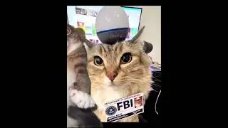 Бем бем бееем бееееем #shortvideo #cat #edit #editshorts #catedit #shorts #cats