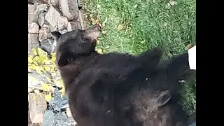 Bear in the backyard