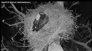 Eagle Nest Live Texas 🦅 20260106 Night