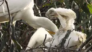 Feeding Great Egret Chicks at the 9th Street Rookery