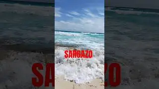 Ojal&aacute; no llegue mucho  Sargazo #cancun #playa #beach #travel