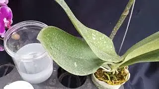 RAHASIAAA!!!!!  ANGGREK BULAN BERBUNGA BANYAAK...!!!
