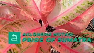 Aglonema Red Sumatra (pride of sumatra) - POS
