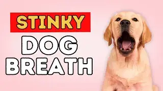 Bad Breath? Clean Your Dog's Teeth At Home