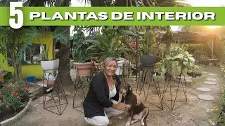 TOP 5: Plantas de Interior Resistentes con Poca Luz (Guía de Pepa)