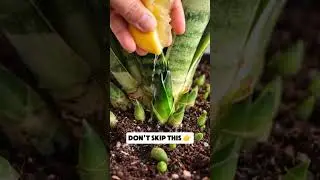 gardening