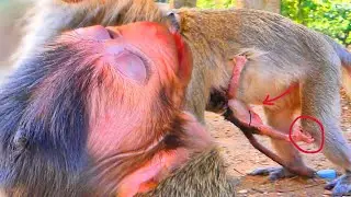 Congratulations! Monkey MANDA Gives Birth to a Cute Baby Girl 🐒🎀 Heartwarming New Life