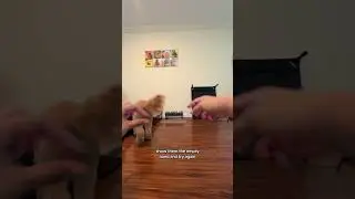 Day 29 of 31 | enrichment games for your dog [WHICH HAND]