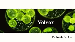 Volvox