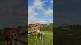 Швейцария весной. Спасибо за подписку ❤️