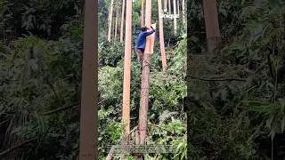 Amazing birch bark removal: traditional methods