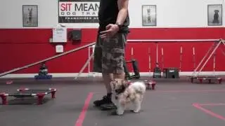 Gambit - One Year Old Havanese | SitMeansSit.com