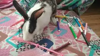 Dramatic rabbit throwing everything||Funny bunny City
