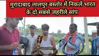 Two of India's most poisonous snakes found in a farmer's twill in Moradabad Lalpur Bastor#highlights