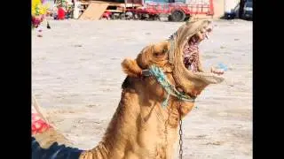 Camel death metal vocal and drum