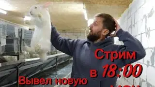 Вовка Сибиряк в прямом эфире!