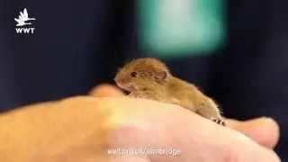 WWT Slimbridge - Harvest Mice - 2016