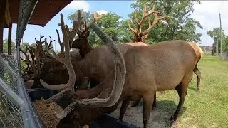 Why 2 dozen elk live at a Richmond-area military facility