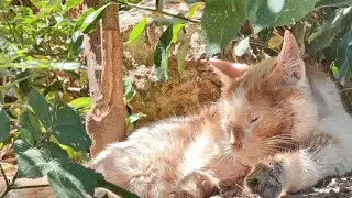 D'Artagnan has passed away