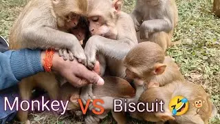 Bandar Ke Hanth Me Nariyal Ke Jagha Angur Kaise Mil Gya #feedingmonkey #yt #virel #loveanimal I ❤️ 🐒