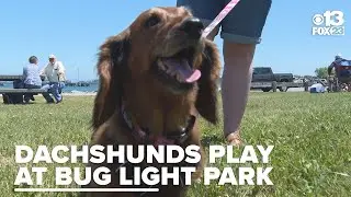 Dachshunds of Maine play at Bug Light Park in South Portland