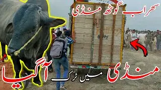 Mandi may Truck a Gya | Sohrab Goth Mandi | Cow Mandi Craze