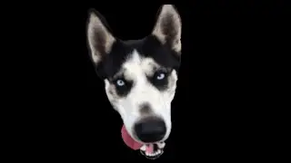 Bo Gaming Live Stream