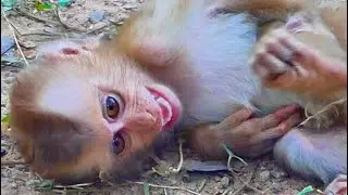 so cute baby monkey With baby monkey lovely mom #babymonkey 