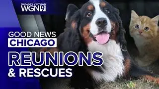 From pups to gators: Sweet animal stories | Good News Chicago