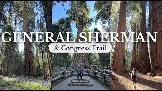 General Sherman and Congress Trail - Sequoia National Park