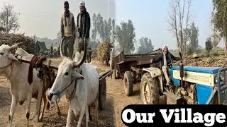 “A Day in Our Village | Sugarcane Farming Life