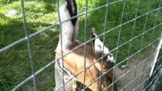 Mating Call of the Bustard
