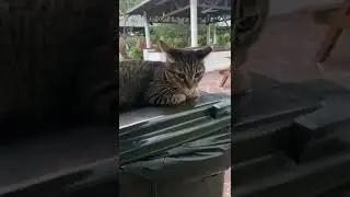 M Cat&rdquo;s comfy seat &hellip;