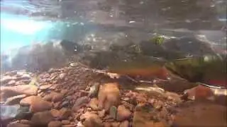 Beautiful Colorado brook trout mating rituals